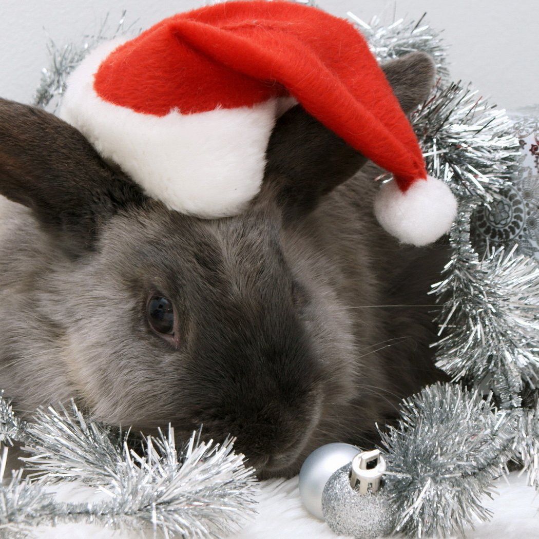 Год кролика хороший. Новогодний кролик. Кролик новый год. Рождественский кролик. Шапка "кролик".