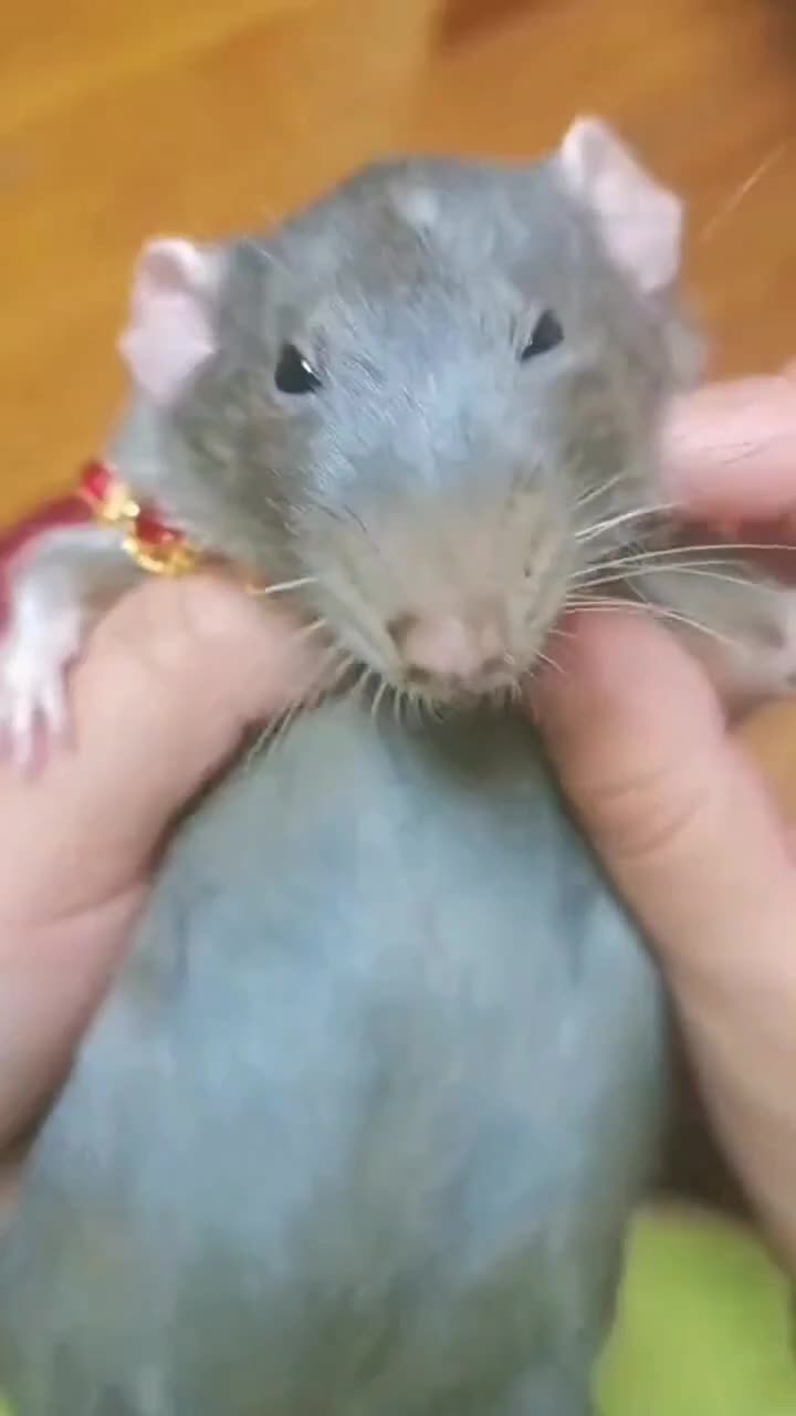 Castle rat. Ferret yawn.