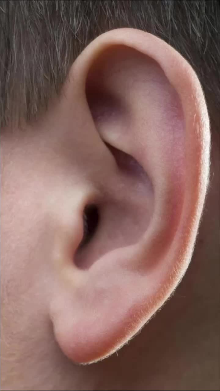 Показать картинку уха. Ухо. Хо.